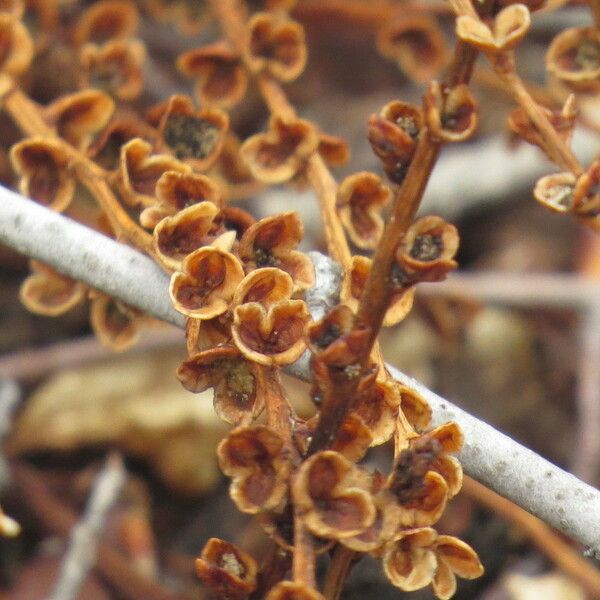 Epifagus virginiana Fruitua