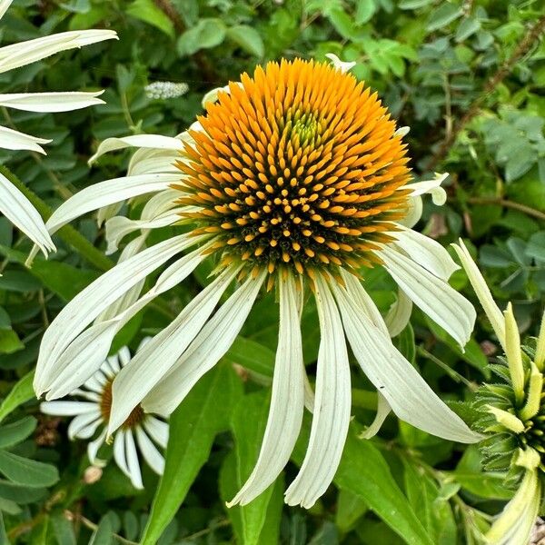 Echinacea pallida Žiedas