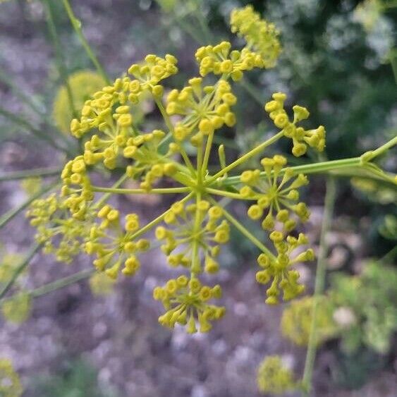 Opopanax chironium 花