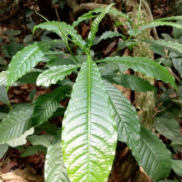 Petersianthus macrocarpus Leaf