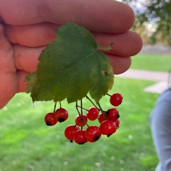 Crataegus phaenopyrum Плід