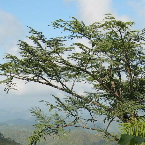 Vachellia xanthophloea Levél