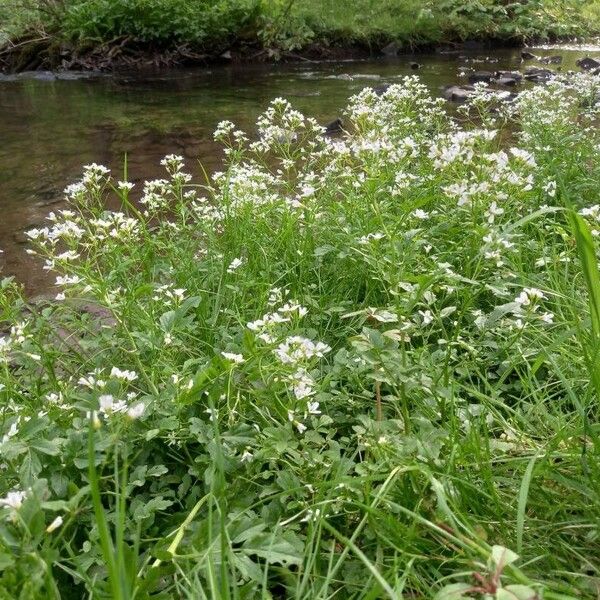 Cardamine amara Habitus