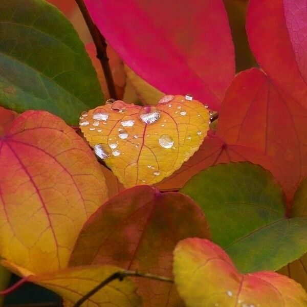 Cercidiphyllum japonicum 葉