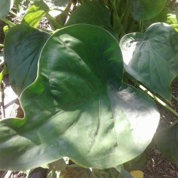 Alocasia cucullata Folha