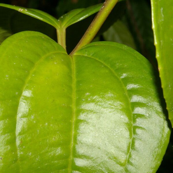 Adelobotrys adscendens Leaf