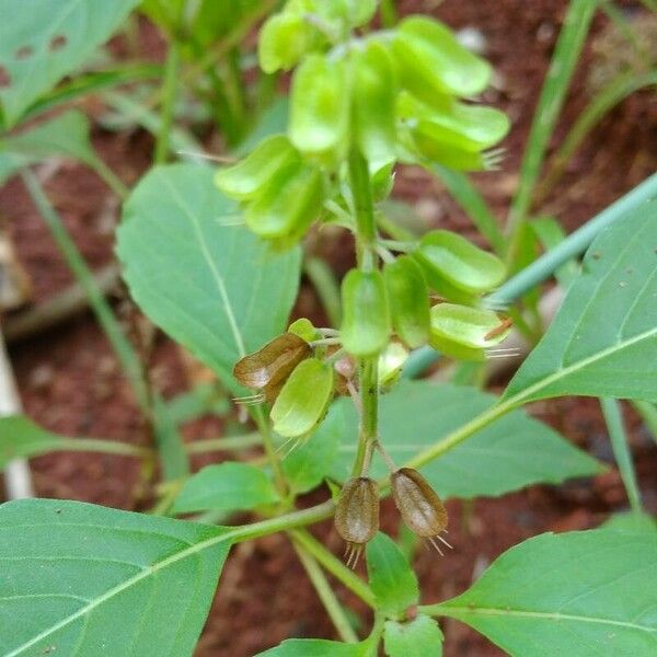 Ocimum campechianum Fruit