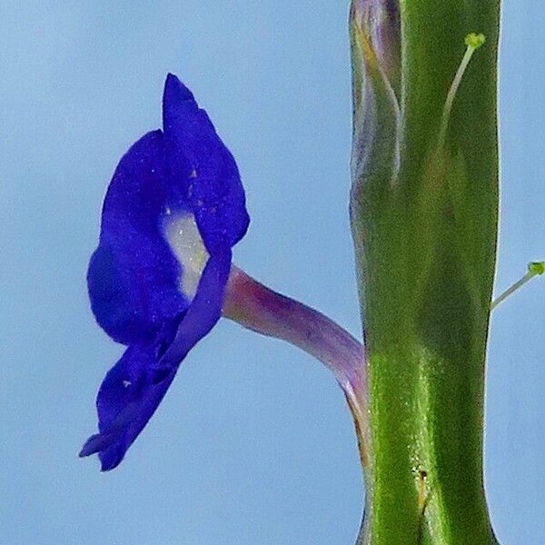 Stachytarpheta indica ᱵᱟᱦᱟ