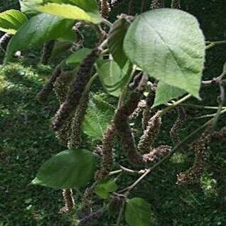 Broussonetia papyrifera Flower