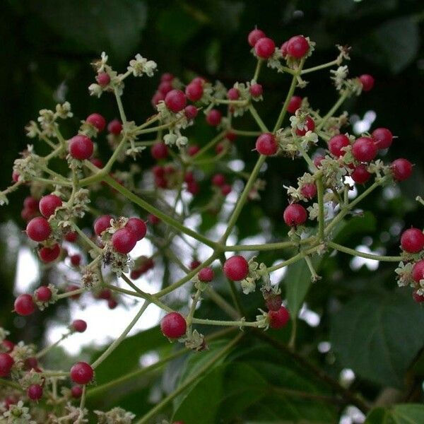 Hasseltia floribunda 其他