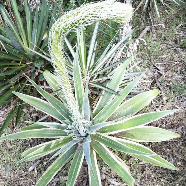 Agave sisalana Folio