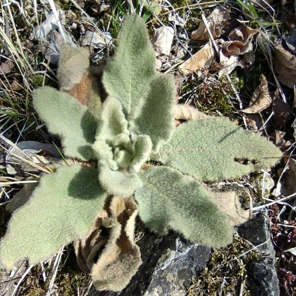 Verbascum boerhavii ഇല