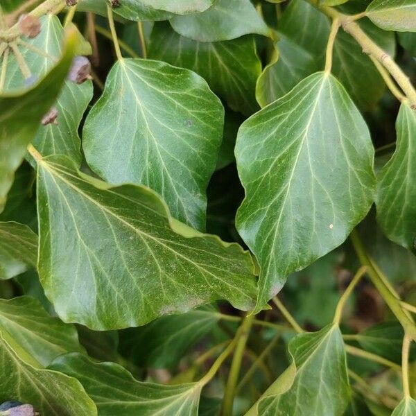 Hedera colchica Blad