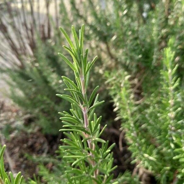 Rosmarinus officinalis Blad