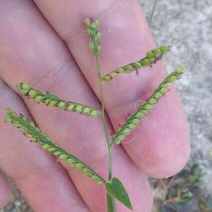 Echinochloa colonum 花