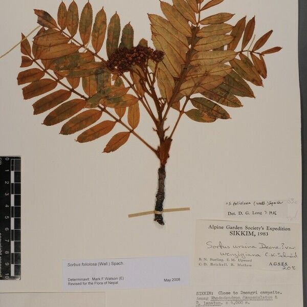 Sorbus foliolosa Other