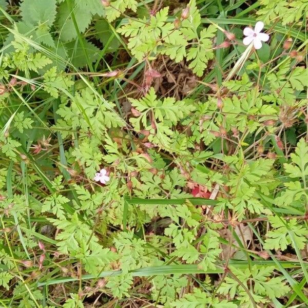 Geranium purpureum 花