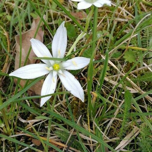 Ornithogalum umbellatum Çiçek