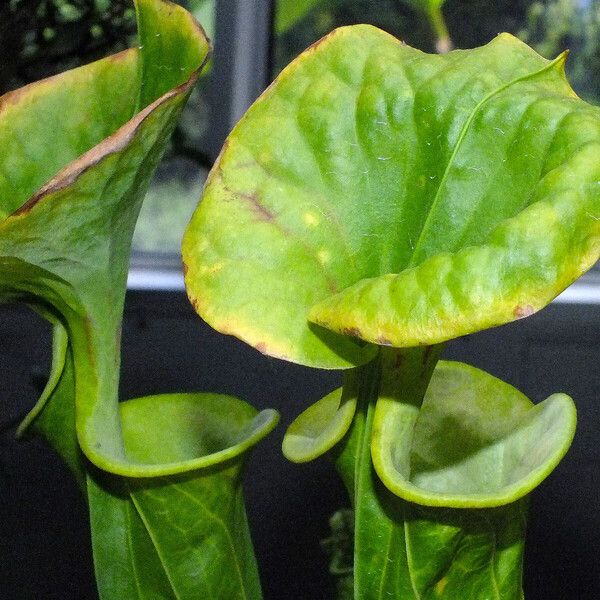 Sarracenia flava Leaf