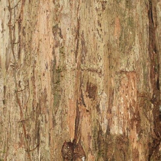 Mouriri crassifolia Bark