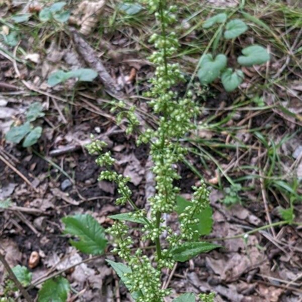 Rumex aquaticus 花