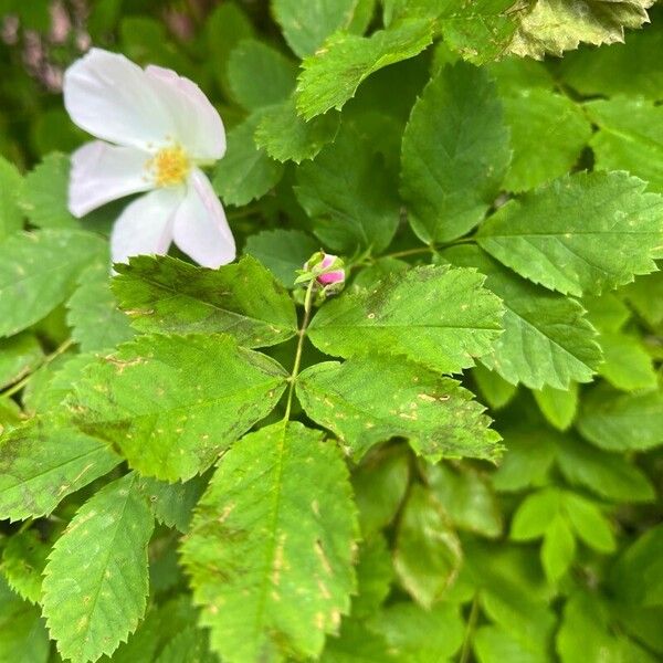 Rosa woodsii Листок