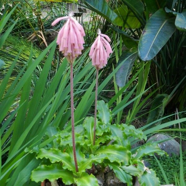 Veltheimia bracteata പുഷ്പം