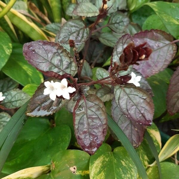 Strobilanthes alternata Kvet