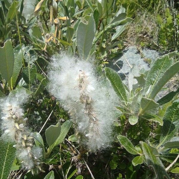 Salix helvetica ഫലം