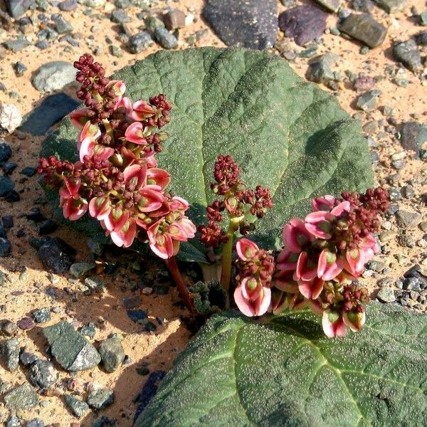 Rheum palmatum Floro