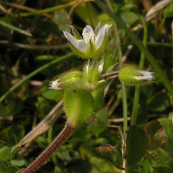 Cerastium semidecandrum Flower