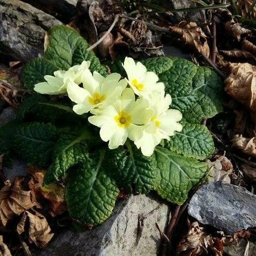 Primula vulgaris Цветок