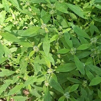 Spermacoce glabra Leaf