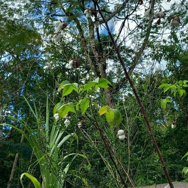 Gossypium arboreum Flower