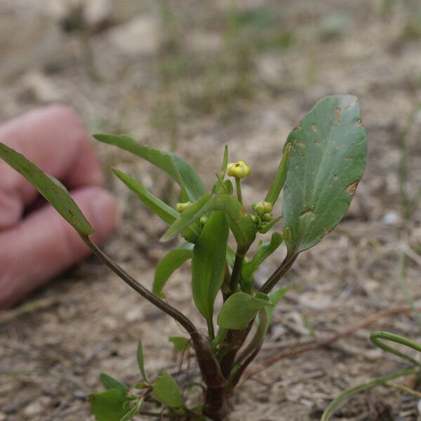 Ranunculus ophioglossifolius Plante entière