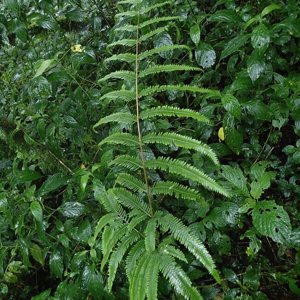 Pteris catoptera Hábito