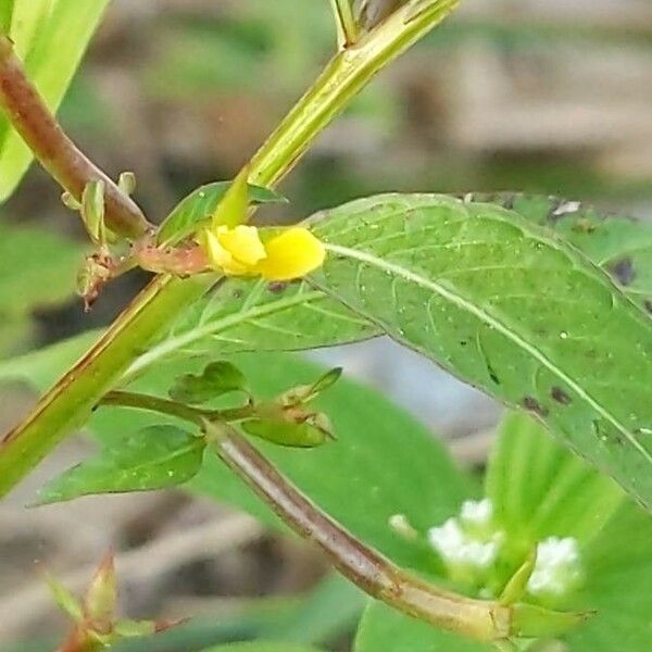 Corchorus olitorius Flower