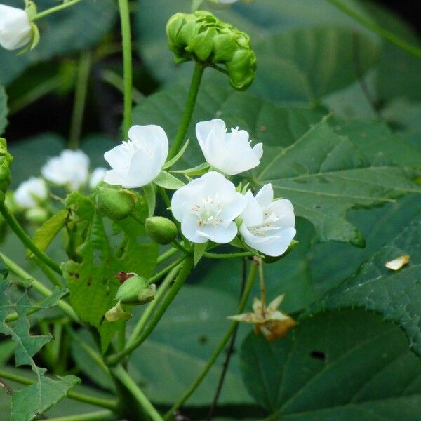 Dombeya acutangula Kvet