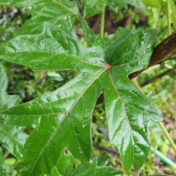 Adenia volkensii Leaf