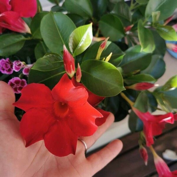 Mandevilla laxa Flower