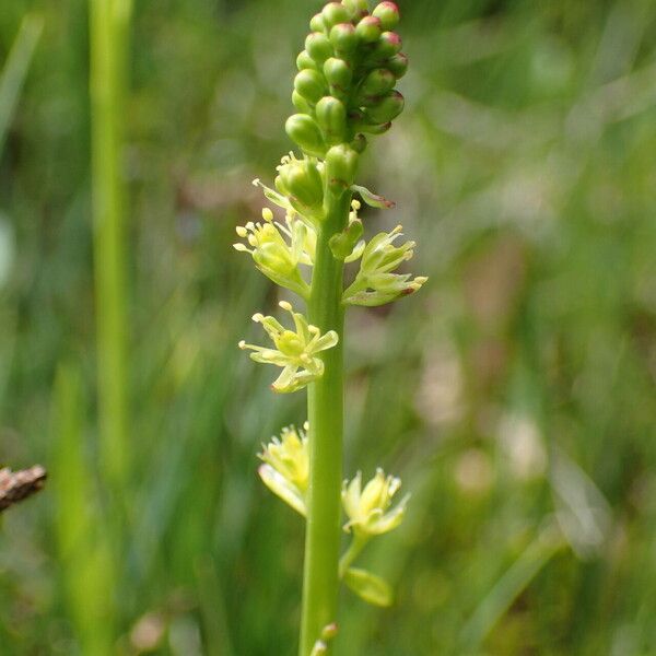 Tofieldia calyculata Floro