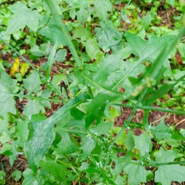 Lactuca muralis 葉