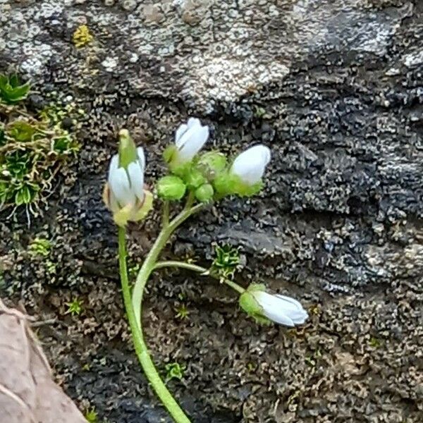 Draba verna Fiore