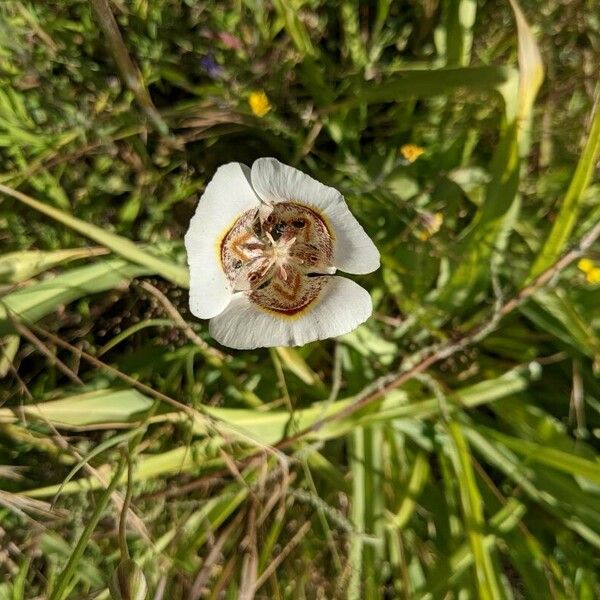 Calochortus gunnisonii Květ