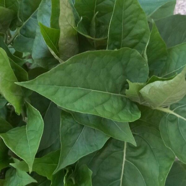 Mirabilis jalapa ഇല