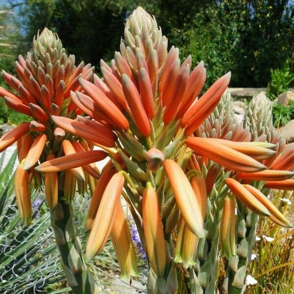 Aloe polyphylla Kukka