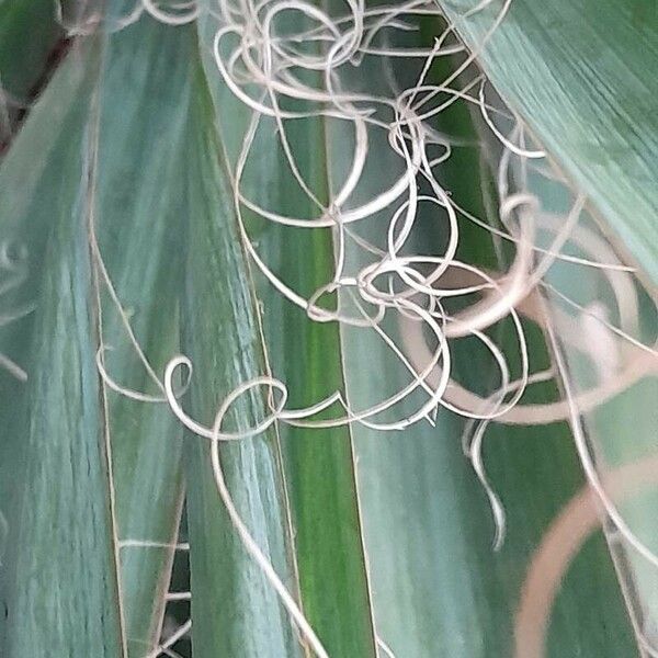 Yucca filamentosa Övriga