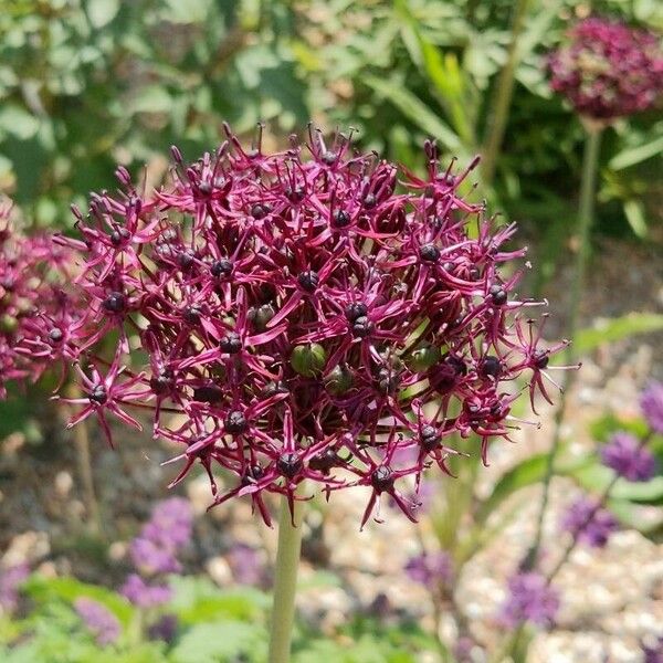 Allium nigrum Kukka