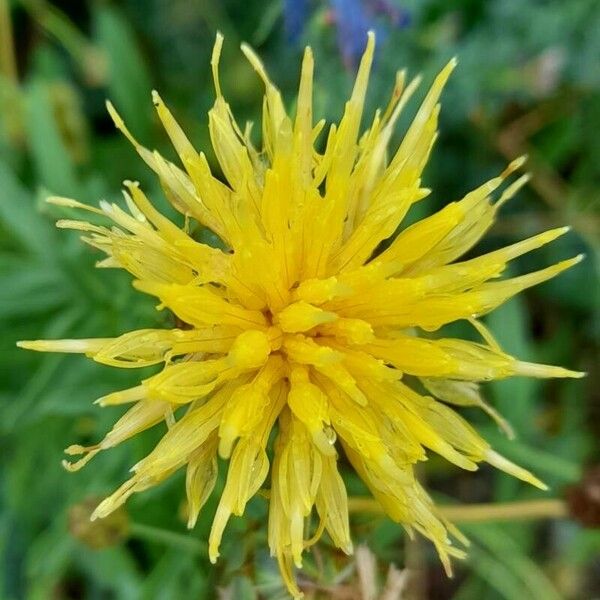 Centaurea collina Cvet