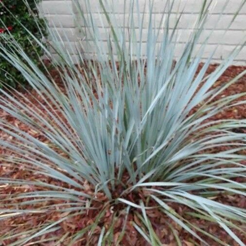 Yucca thompsoniana Folha